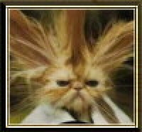 Userbild von Suse