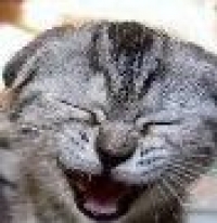 Userbild von Majoba