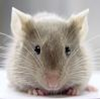 Userbild von anh