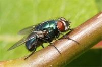 Userbild von bluebottle