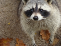 Userbild von mokelchen