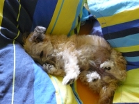 Userbild von beenchen