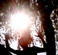 Userbild von dutchman