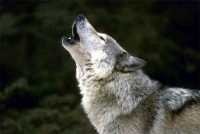 Userbild von Mr.Wolf