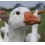 Userbild von bealippi