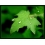 Userbild von Butterblume_0707
