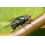 Userbild von bluebottle
