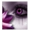 Userbild von lieblingsrine