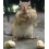 Userbild von haselnuss