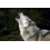 Userbild von Mr.Wolf