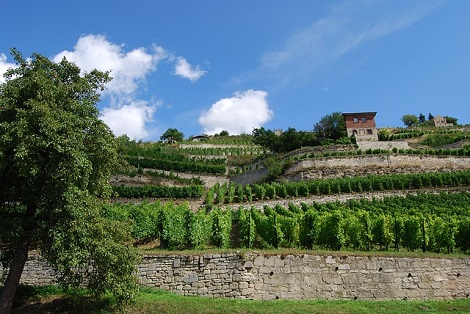 Urlaub in Deutschland Weintour Saale Unstrut