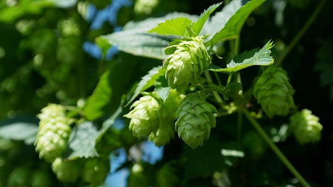 hausmittel gegen prüfungsangst hopfenzapfen