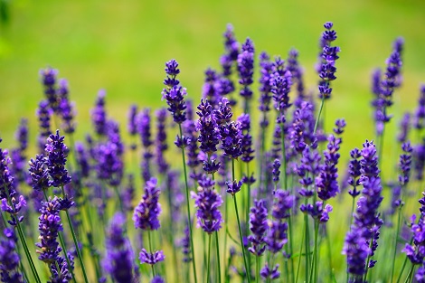 hausmittel gegen prüfungsangst lavendel