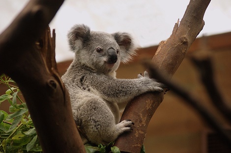 studieren in australien kosten auslandsstudium