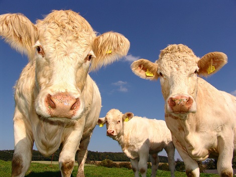 den ökologischen Fußabdruck verkleinern Fleisch reduzieren